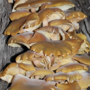 Armillaria luteobubalina at Acton, ACT - 29 May 2022 11:10 AM