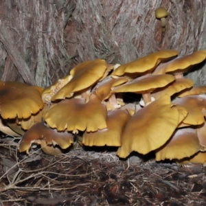 Armillaria luteobubalina at Acton, ACT - 29 May 2022 11:10 AM