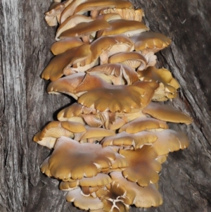 Armillaria luteobubalina at Acton, ACT - 29 May 2022 11:10 AM