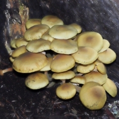 Armillaria luteobubalina at Acton, ACT - 29 May 2022 11:10 AM