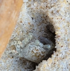 Ocypode cordimana at Nambucca Heads, NSW - 28 May 2022 by trevorpreston