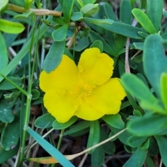 Hibbertia sp. (Guinea Flower) at Nambucca Heads, NSW - 28 May 2022 by trevorpreston