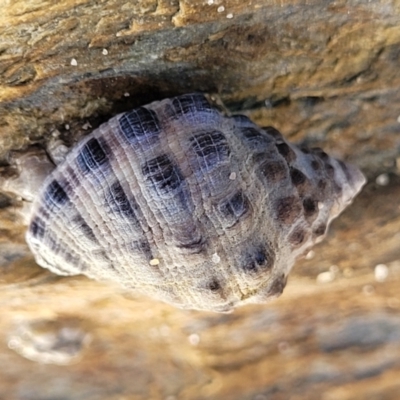 Tenguella marginalba at Nambucca Heads, NSW - 28 May 2022 by trevorpreston