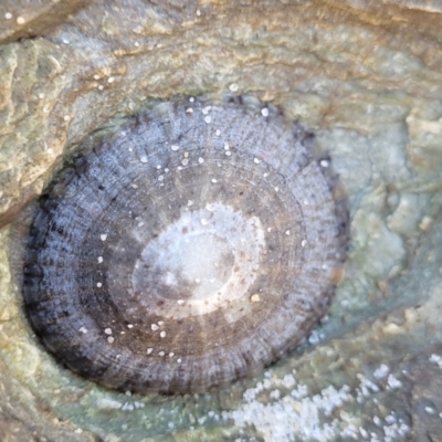 Cellana tramoserica at Nambucca Heads, NSW - 28 May 2022 by trevorpreston