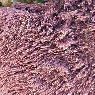 Corallina officinalis at Nambucca Heads, NSW - 28 May 2022 by trevorpreston