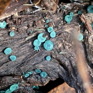 Chlorociboria at Tinderry, NSW - 29 May 2022