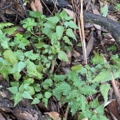 Urtica incisa (Stinging Nettle) at Tinderry, NSW - 29 May 2022 by NedJohnston