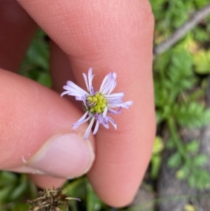 Lagenophora stipitata at Tinderry, NSW - 29 May 2022 09:10 AM