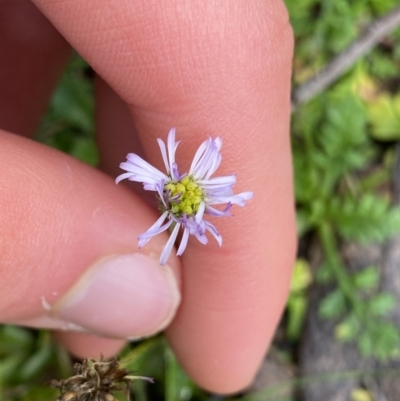 Lagenophora stipitata (Common Lagenophora) at Tinderry Nature Reserve - 28 May 2022 by Ned_Johnston