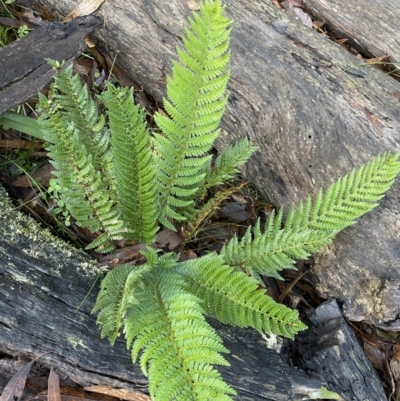 Polystichum proliferum (Mother Shield Fern) at Tinderry, NSW - 28 May 2022 by Ned_Johnston