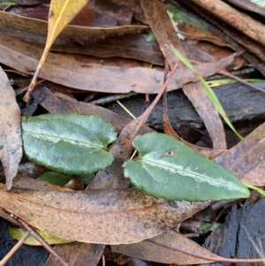 Clematis aristata at Tinderry, NSW - 29 May 2022 08:57 AM