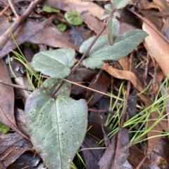 Clematis aristata at Tinderry, NSW - 29 May 2022 08:57 AM