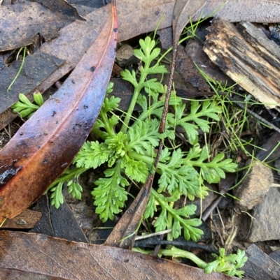 Leptinella filicula (Mountain Cotula) at Tinderry Nature Reserve - 28 May 2022 by Ned_Johnston