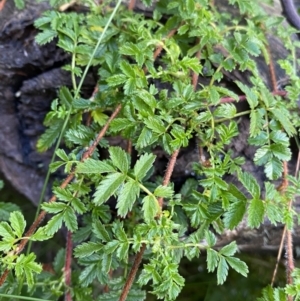 Acaena novae-zelandiae at Tinderry, NSW - 29 May 2022