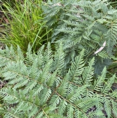 Pteridium esculentum (Bracken) at Tinderry, NSW - 29 May 2022 by NedJohnston