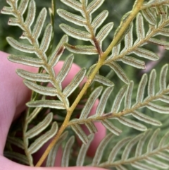 Pteridium esculentum at Tinderry, NSW - 29 May 2022 08:54 AM