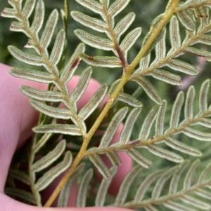 Pteridium esculentum at Tinderry, NSW - 29 May 2022 08:54 AM