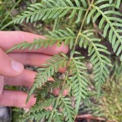 Pteridium esculentum at Tinderry, NSW - 29 May 2022 08:54 AM