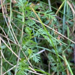 Oreomyrrhis eriopoda (Australian Carraway) at Tinderry Nature Reserve - 28 May 2022 by Ned_Johnston