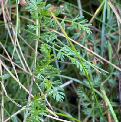 Oreomyrrhis eriopoda (Australian Carraway) at Tinderry, NSW - 29 May 2022 by NedJohnston