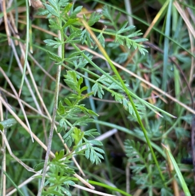 Oreomyrrhis eriopoda (Australian Carraway) at Tinderry Nature Reserve - 28 May 2022 by Ned_Johnston