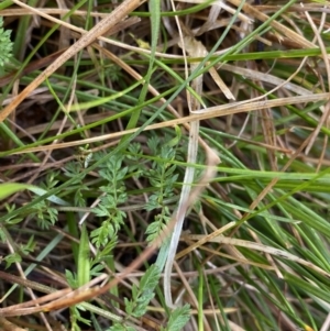 Oreomyrrhis eriopoda at Tinderry, NSW - 29 May 2022