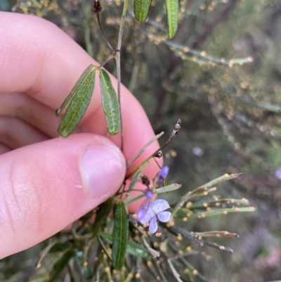 Glycine microphylla (Small-leaf Glycine) at Tinderry, NSW - 29 May 2022 by NedJohnston