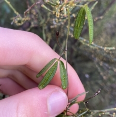 Glycine microphylla at Tinderry, NSW - 29 May 2022