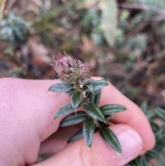 Oxylobium ellipticum (Common Shaggy Pea) at Tinderry Nature Reserve - 28 May 2022 by Ned_Johnston