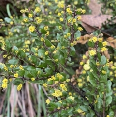 Acacia paradoxa (Kangaroo Thorn) at Tinderry, NSW - 29 May 2022 by NedJohnston