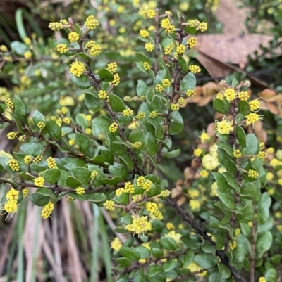 Acacia paradoxa (Kangaroo Thorn) at Tinderry Nature Reserve - 28 May 2022 by Ned_Johnston