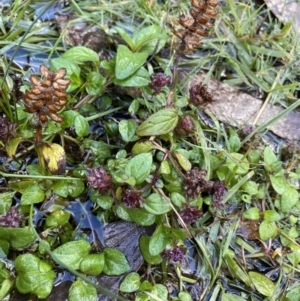 Prunella vulgaris at Tinderry, NSW - 29 May 2022