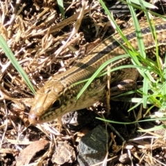 Ctenotus robustus (Robust Striped-skink) at Nambucca Heads, NSW - 29 May 2022 by trevorpreston