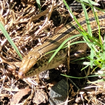 Ctenotus robustus (Robust Striped-skink) at Nambucca Heads, NSW - 29 May 2022 by trevorpreston