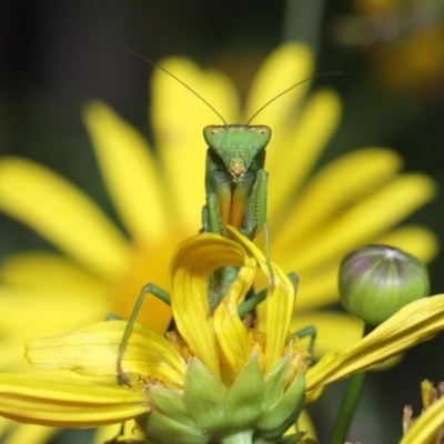 Orthodera ministralis (Green Mantid) at Evatt, ACT - 14 Apr 2022 by TimL