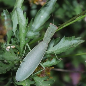 Orthodera ministralis at Evatt, ACT - 14 Apr 2022 10:27 AM