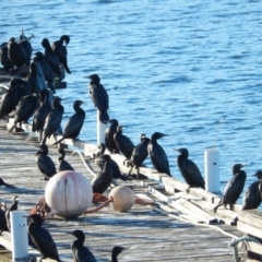 Phalacrocorax sulcirostris (Little Black Cormorant) at Margate, TAS - 15 Jun 2019 by Amata