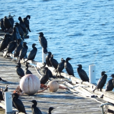 Phalacrocorax sulcirostris (Little Black Cormorant) at Margate, TAS - 15 Jun 2019 by Amata