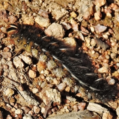 Anthela ocellata (Eyespot Anthelid moth) at Kambah, ACT - 24 May 2022 by JohnBundock
