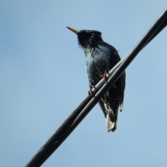 Sturnus vulgaris (Common Starling) at Margate, TAS - 16 Jul 2019 by Amata