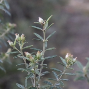 Oxylobium ellipticum at Brindabella, NSW - 28 May 2022