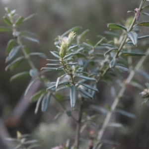 Oxylobium ellipticum at Brindabella, NSW - 28 May 2022