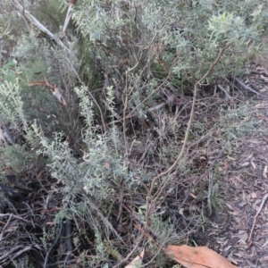 Oxylobium ellipticum at Brindabella, NSW - 28 May 2022