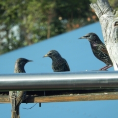 Sturnus vulgaris (Common Starling) at Margate, TAS - 15 Jun 2019 by Amata