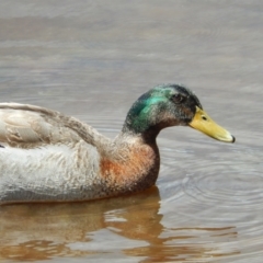 Anas platyrhynchos (Mallard (Domestic Type)) at New Town, TAS - 16 Nov 2019 by Amata