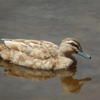 Anas platyrhynchos x superciliosa (Pacific Black Duck X Mallard (Hybrid)) at New Town, TAS - 16 Nov 2019 by Amata