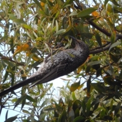 Anthochaera chrysoptera (Little Wattlebird) at Margate, TAS - 1 Dec 2019 by Amata