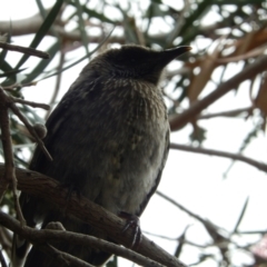 Anthochaera chrysoptera (Little Wattlebird) at Margate, TAS - 3 Dec 2019 by Amata