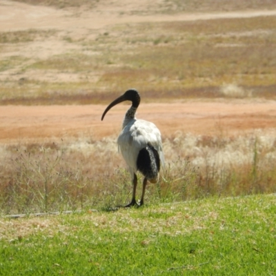 Threskiornis molucca (Australian White Ibis) at Ebden, VIC - 12 Dec 2019 by Amata