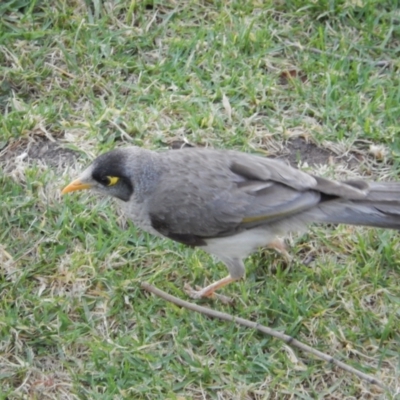 Manorina melanocephala (Noisy Miner) at Ebden, VIC - 11 Dec 2019 by Amata